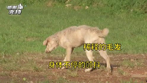 爆料救助狗狗视频播放在线观看,温情满满引网友泪目  第3张